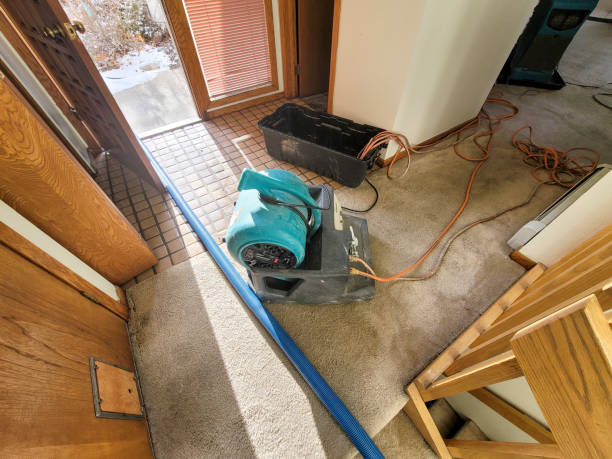 Best Professional water damage repair  in Athens, IL